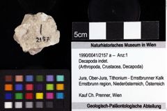 Foto (Objket + Etiketten) von Decapoda indet. 